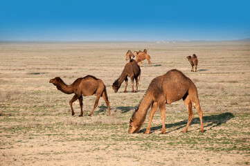 Fototapeta premium Camels on the way are looking for fresh grass to eat, graze in the steppes, heat, drought, Kazakhstani steppes.