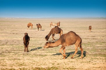 Camels on the way are looking for fresh grass to eat, graze in the steppes, heat, drought, Kazakhstani steppes.