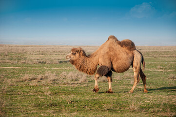 Camels on the way are looking for fresh grass to eat, graze in the steppes, heat, drought, Kazakhstani steppes.