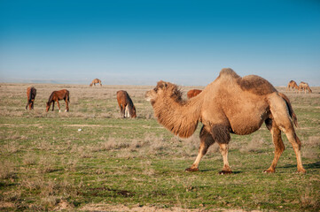 Camels on the way are looking for fresh grass to eat, graze in the steppes, heat, drought, Kazakhstani steppes.