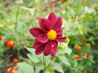 Obraz premium A closeup of a neon pink Garden Cosmos flower, commonly known as Cosmos bipinnatus on a warm sunny day.