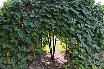 花と緑の広場にある葉っぱのトンネルをくぐる