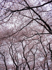 Cherry Blossom And Sky
