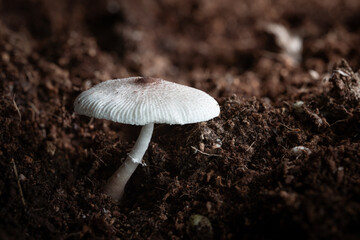 leucocoprinus cepistipes
