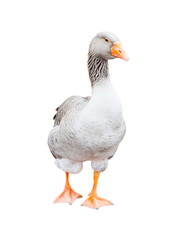 Grey goose, isolated on white background