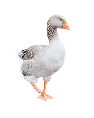 Grey goose, isolated on white background