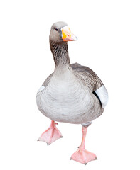 Obraz premium Gray goose, isolated on white background