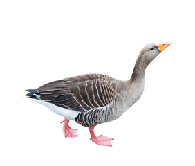 One grey goose, isolated on white background