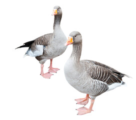 Two grey geese, isolated on white background