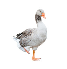Gray goose, isolated on white background