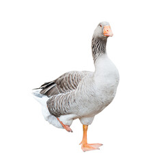 Grey goose, isolated on white background