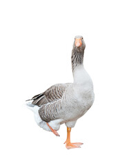 Gray goose is standing on one leg,   isolated on white background