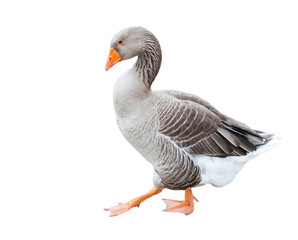 Obraz premium Gray goose, isolated on white background