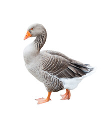 One grey goose, isolated on white background