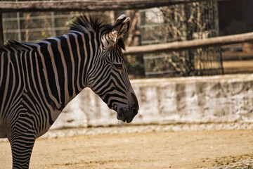 zebra from berlin zoo in germany