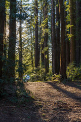 Morning sunlight lights a footpath through redwoods