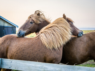 Icelandic horses at farm