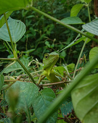 chameleon crawling on the tree