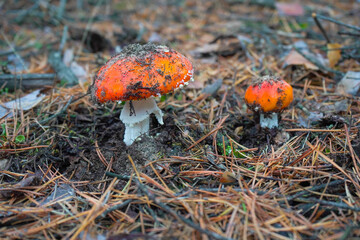 A beautiful red, orange, inedible mushroom with white dots, fly agaric grows in the forest.