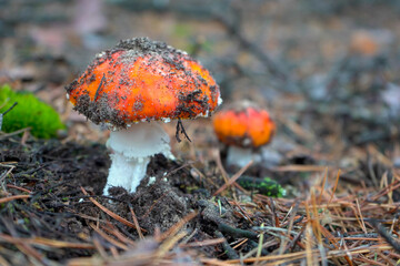 A beautiful red, orange, inedible mushroom with white dots, fly agaric grows in the forest.