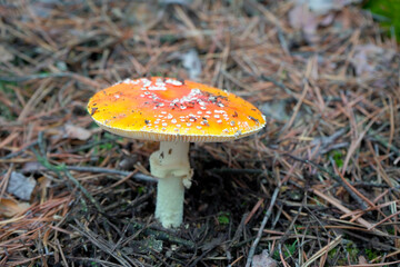 A beautiful red, orange, inedible mushroom with white dots, fly agaric grows in the forest.