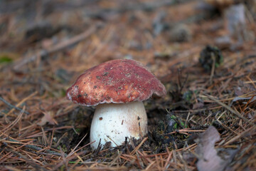 One beautiful mushroom is called a white mushroom, a mushroom on a white leg with a brown cap grows in the forest.
