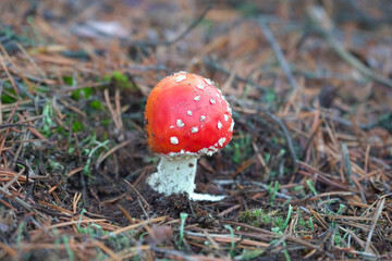 One beautiful poisonous mushroom with a red cap with a white leg grows in the forest.