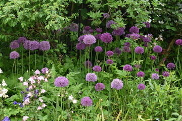 ornamental onions in the border of the city garden