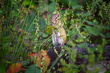 Chipmunk In the Wild