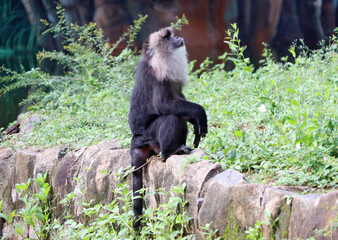 Lion tailed macaque black monkey’s