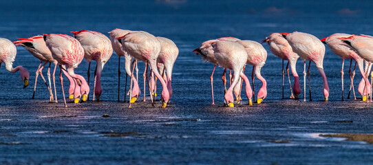 James's flamingos (Phoenicoparrus jamesi, also known as the puna flamingo) at Laguna Colorada, Bolivia (the southwest of the Altiplano)