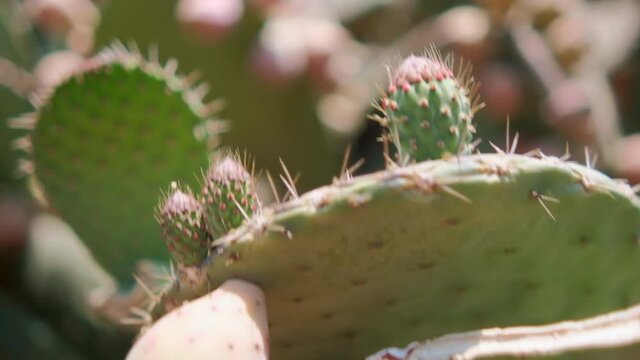 Bright sunlight on Mexican nopal plant with blurry background.