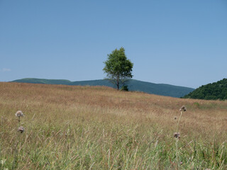 landscape with trees