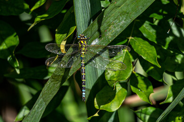 Male Southern Hawker dragonfly
