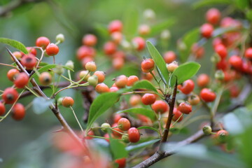 ピラカンサの実