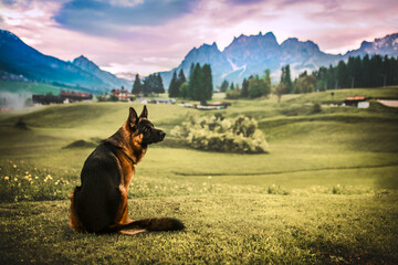 German Shepherd dog admiring a sunset view in the Italian Dolomites, mountains, landscape scendery