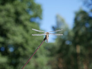 dragonfly on a branch