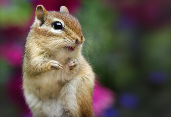 Chipmunk In the Wild