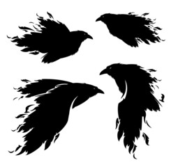 set of raven bird silhouettes with feathers flying like ink splash - spooky halloween theme black vector design set