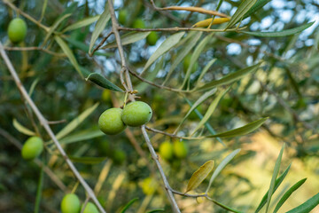 Close up of green olive on the tree branch.