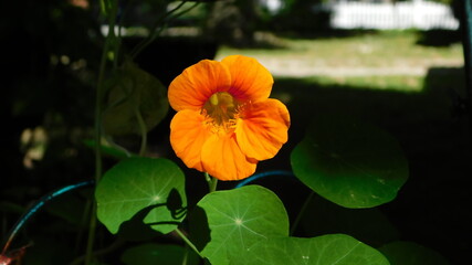 Orange edible flower