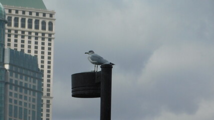 Seagull on a light pole