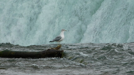 Seagull on Horseshoe Falls