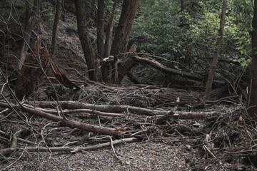 Thicket with fallen trees