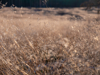 grass in the morning