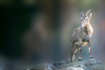 Mountain goat on top of some rocks