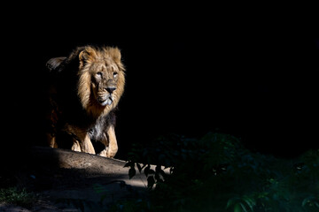 Plakat a lion walking through a dark jungle