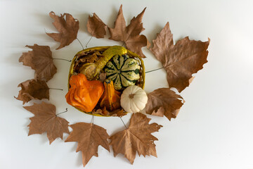 Autumn Banner background: 
different kinds of decorative pumpkins on the table