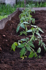 sprout of tomato seedling in the vegetable garden 