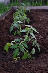 sprout of tomato seedling in the vegetable garden 